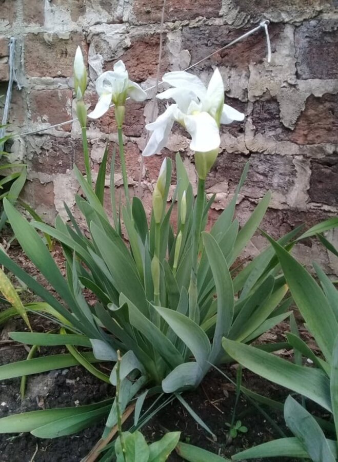 Planta De Lirio Blanco O Azul 